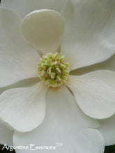 Load image into Gallery viewer, Magnolia Flower Remedy
