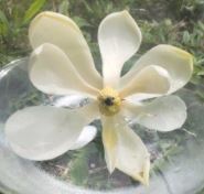 Load image into Gallery viewer, Magnolia De Yeshua Flower Remedy (Sunlight)
