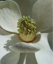 Load image into Gallery viewer, Magnolia Flower Remedy