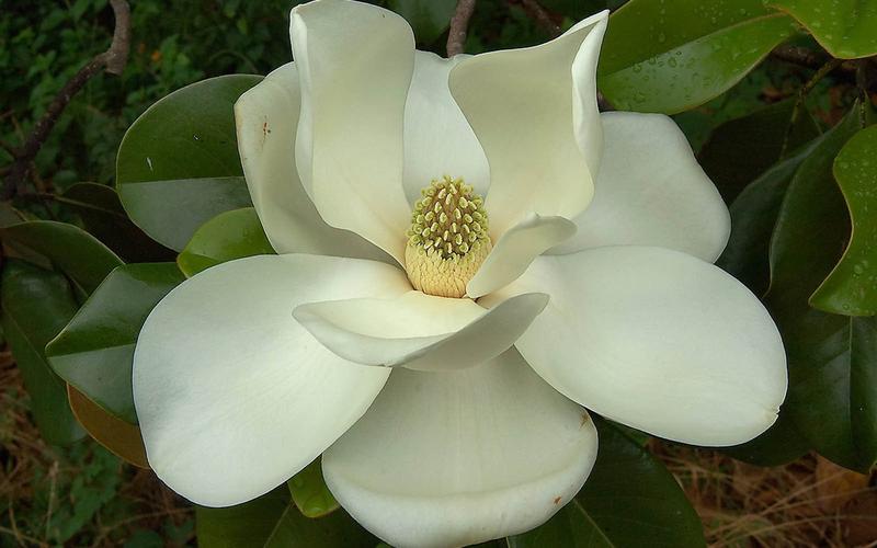 Magnolia Flower Essence Remedy