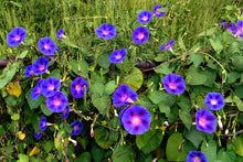 Load image into Gallery viewer, Morning Glory Flower Remedy