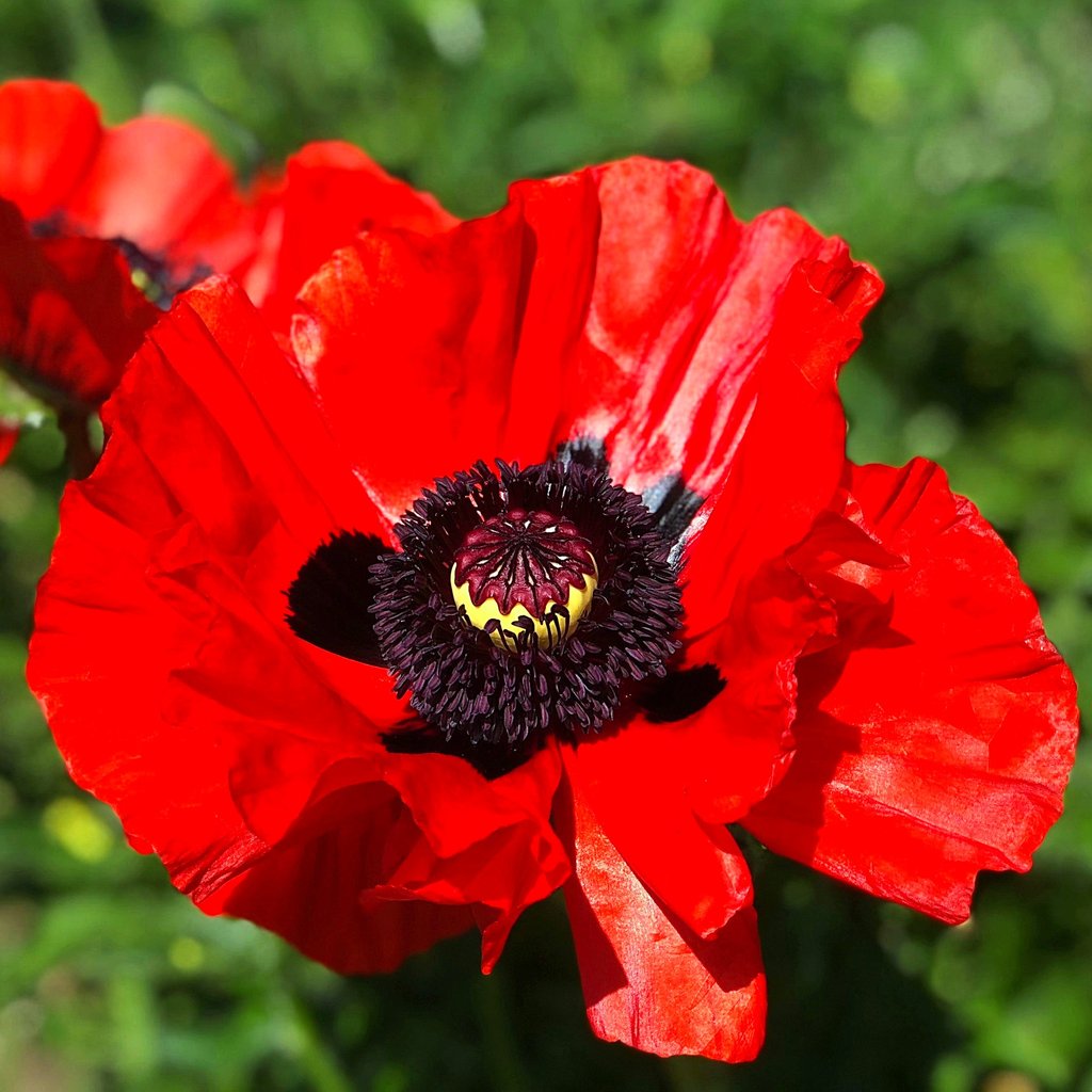 Poppy Flower Essence – Petite Fleur