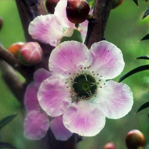 Peach-Flowered Tea Tree Flower Essence