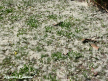 Load image into Gallery viewer, Argentinian " Pelusa" Essence Remedy