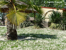 Load image into Gallery viewer, Argentinian " Pelusa" Essence Remedy