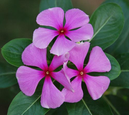 Periwinkle flower Remedy