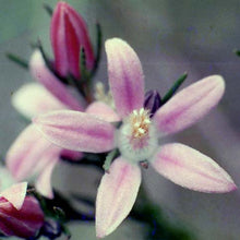 Load image into Gallery viewer, Philotheca Flower Remedy