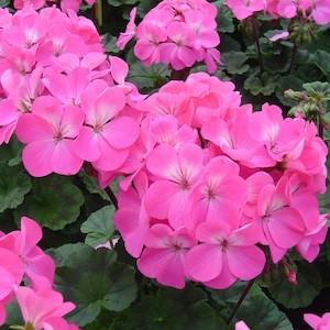 Pink Geranium flower Remedy
