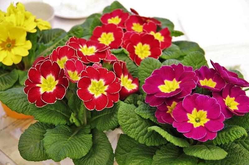 Primrose Flower Remedy