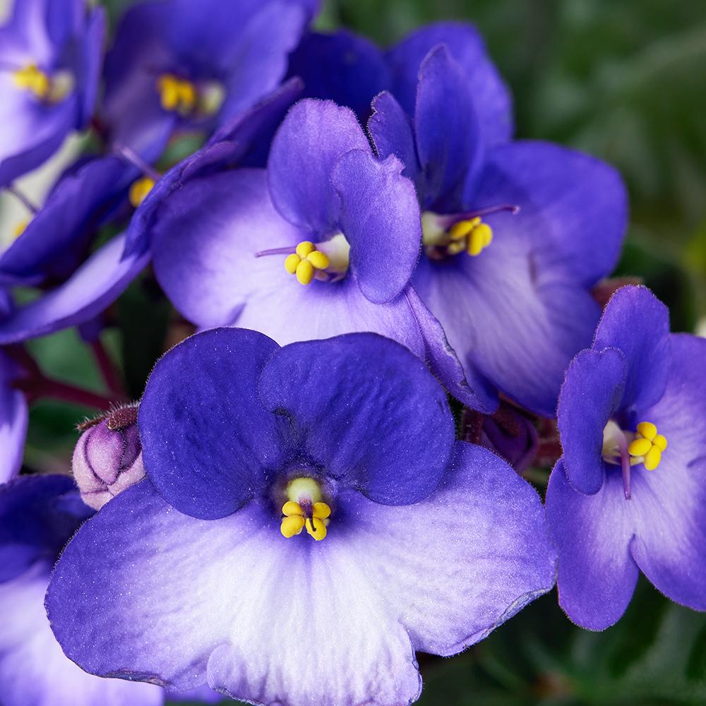 African Violet Flower Essence (Saint paulia) – Petite Fleur