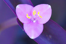 Load image into Gallery viewer, Wandering Jew Flower Remedy