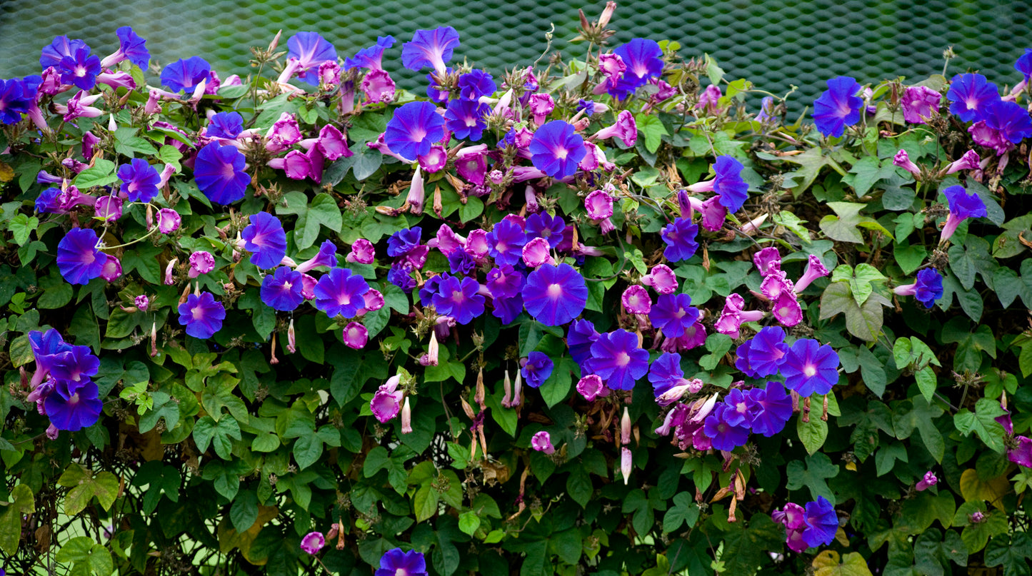 Morning Glory Flower Remedy