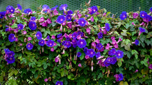 Load image into Gallery viewer, Morning Glory Flower Remedy