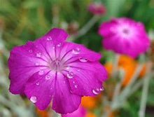 Load image into Gallery viewer, Rose Campion Flower Essence