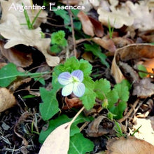 Load image into Gallery viewer, Rescue Me Flower Essence Combination