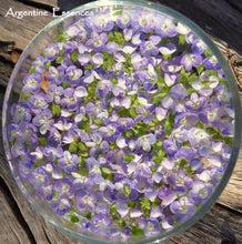 Load image into Gallery viewer, Speedwell Flower Remedy