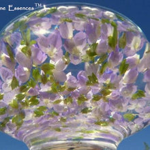 Load image into Gallery viewer, Speedwell Flower Remedy