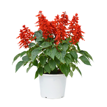 Load image into Gallery viewer, Salvia Flower Remedy