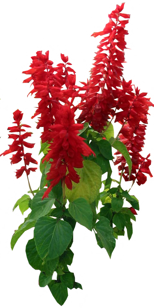 Salvia Flower Remedy