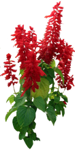 Load image into Gallery viewer, Salvia Flower Remedy