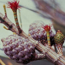 Load image into Gallery viewer, She Oak Flower Remedy