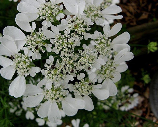 Silver Lace Flower Remedy