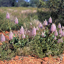 Load image into Gallery viewer, Tall Mulla Mulla Flower Essence