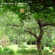 Load image into Gallery viewer, Tall White Rose Flower Remedy