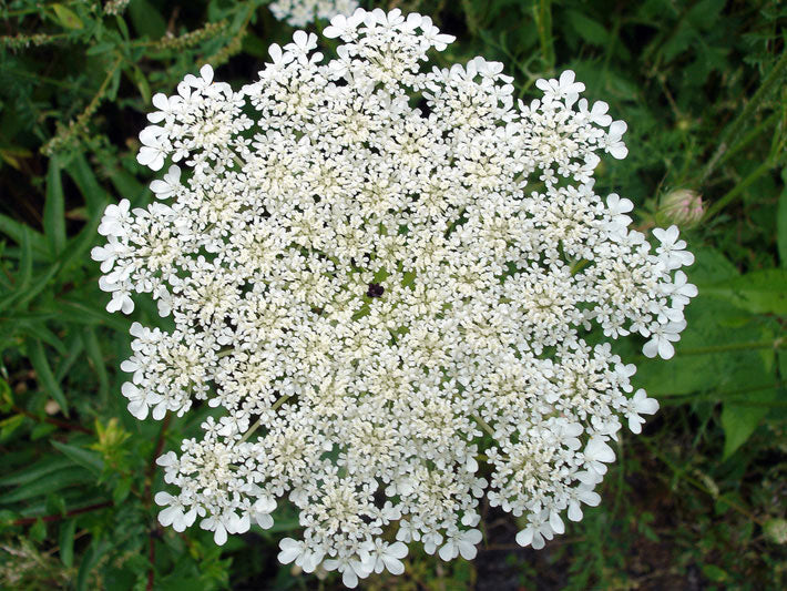 Carrot Flower Essence – Petite Fleur