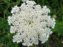 Load image into Gallery viewer, Carrot Flower Remedy