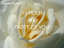 Load image into Gallery viewer, White Rose Flower Remedy