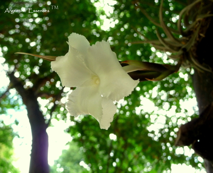 Air Carnation Flower Essence