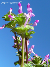 Load image into Gallery viewer, Henbit Flower Remedy