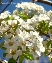 Load image into Gallery viewer, Pear Blossom Flower Remedy
