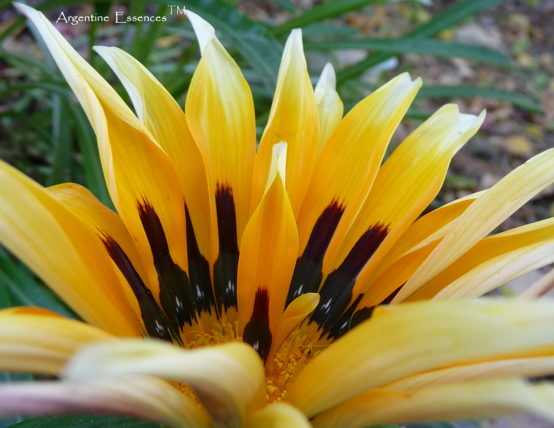 Gazania with Flame Flower Remedy