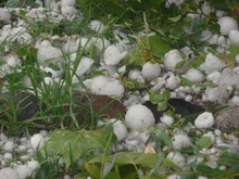 Load image into Gallery viewer, Hailstorm Environmental Remedy