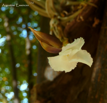 Load image into Gallery viewer, Air Carnation Flower Remedy