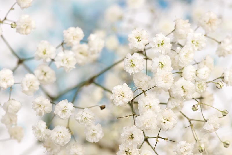 Baby's Breath Flower Remedy