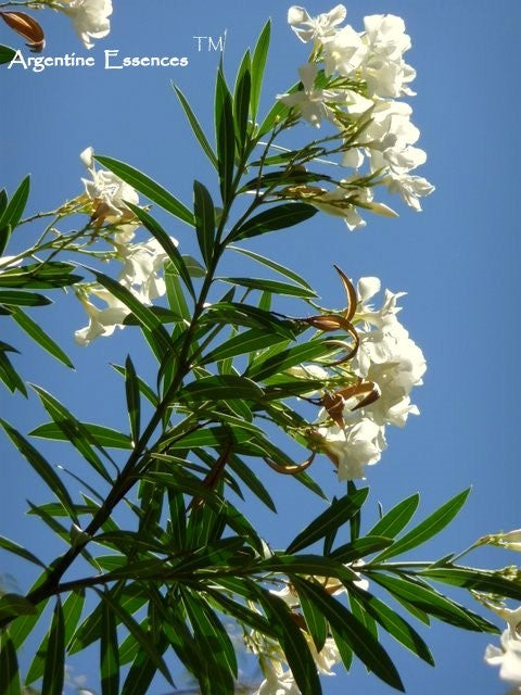 White Oleander Flower Essence