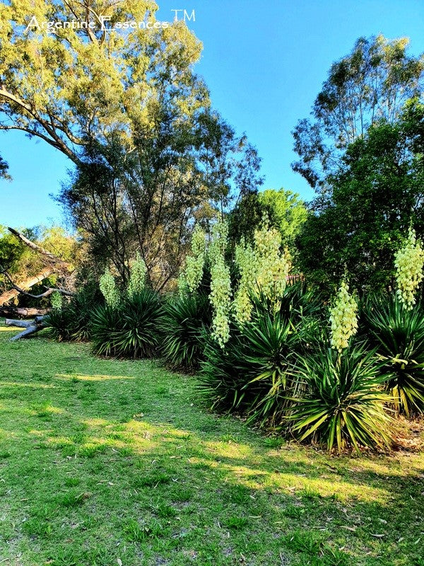 Yucca Flower Remedy by Argentine Essences