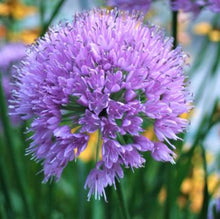 Load image into Gallery viewer, Allium Flower Essence Remedy