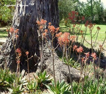 Load image into Gallery viewer, Aloe Vera Flower Remedy by Argentine Essences