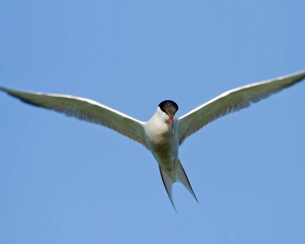 Artic Tern Essence Vibrational Remedy