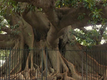 Load image into Gallery viewer, Banyan Tree Remedy