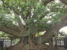 Load image into Gallery viewer, Banyan Tree Remedy