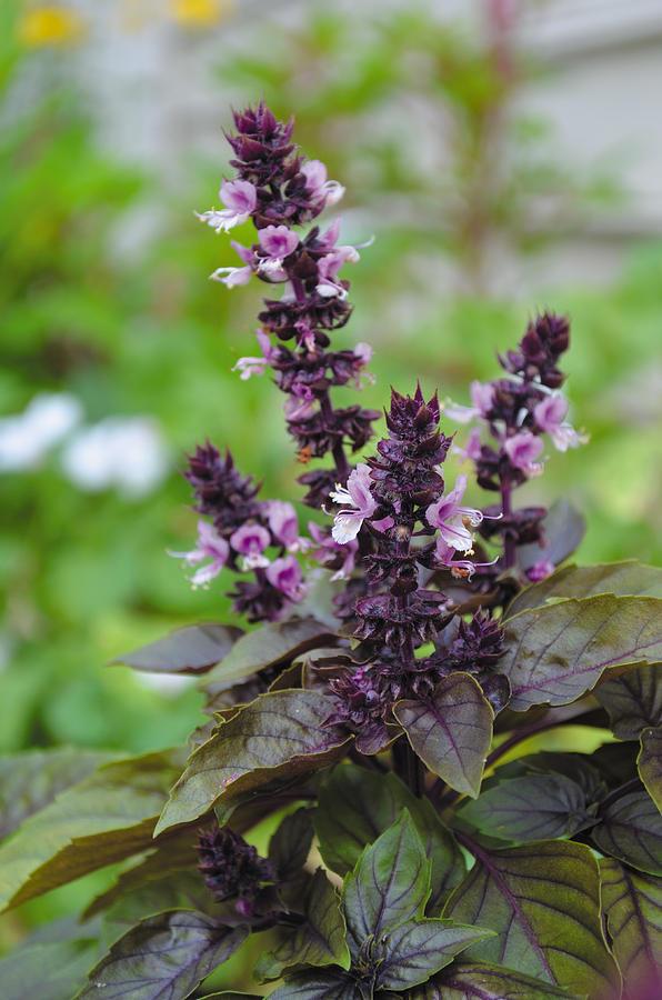 Basil Flower Essence – Petite Fleur