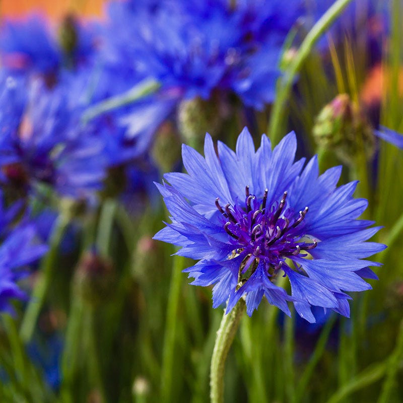 Bachelor Button, "corn flower" Flower Remedy