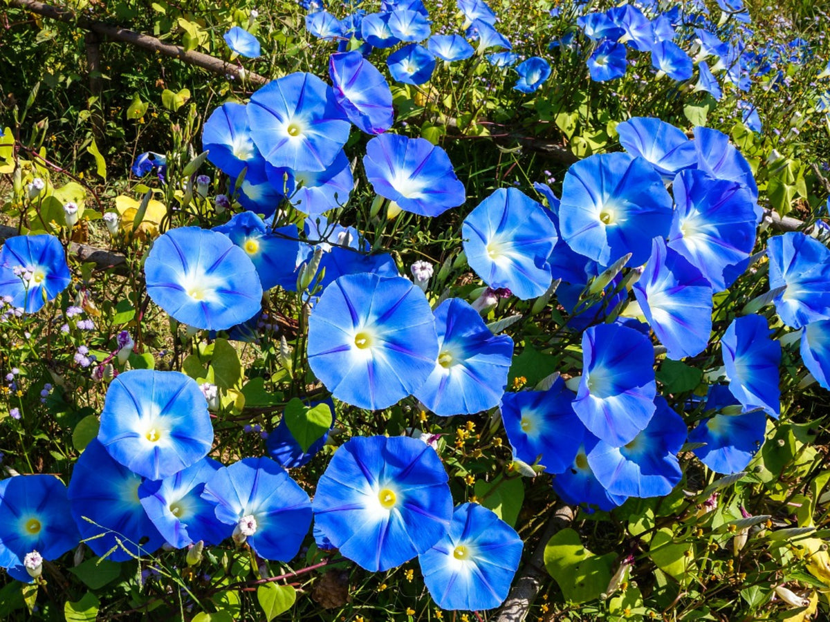 Morning Glory Flower Essence – Petite Fleur