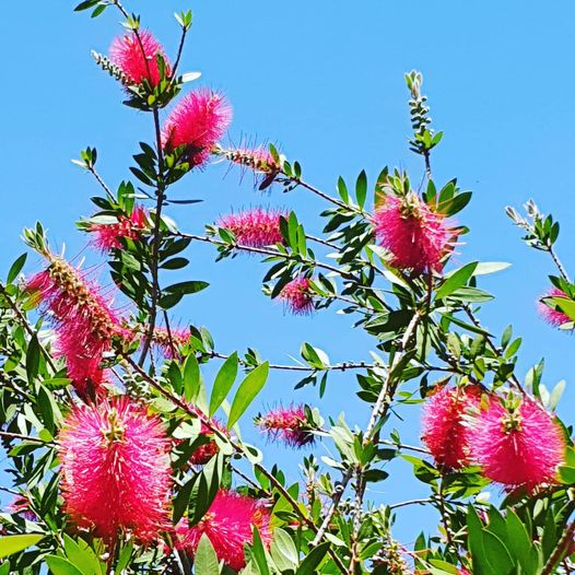 Bottlebrush Flower Essence By Argentine Essences