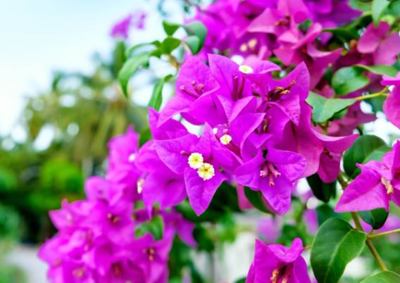 Bougainvillea Flower Essence